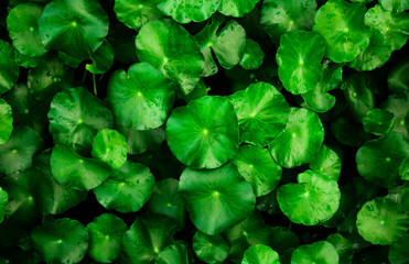 beautiful green leaf background