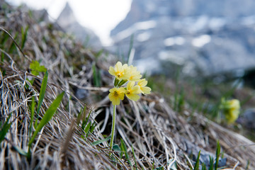 Mountain cowslip or Auricula: beautiful yellow mountain flowers in the German Alps, Europe