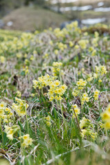 Mountain cowslip or Auricula: beautiful yellow mountain flowers in the German Alps, Europe