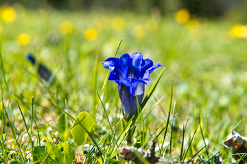 Spring Gentiana: beautiful violett mountain flowers in the German Alps, Europe