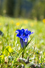 Spring Gentiana: beautiful violett mountain flowers in the German Alps, Europe