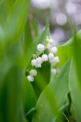 Lily of the valley flowers in Bavaria: beautiful white flowers in open woodland in Bavaria, Europe