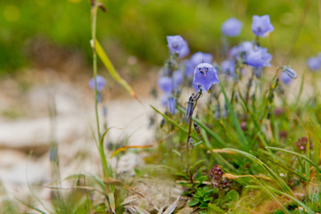 Earleaf bellflower: beautiful violett mountain flowers in the German Alps, Europe
