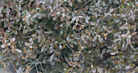 겨울도장나무 잎