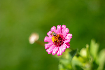 Obraz premium Jardim de Cores