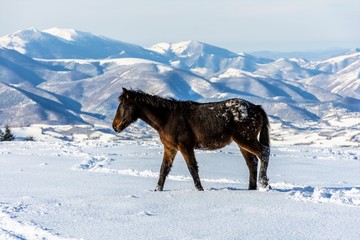 wild horse