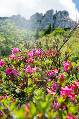 Rhododendron - beautiful pink mountain flower in the German Alps, Europe