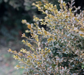겨울도장나무 잎