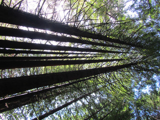 small redwood trees