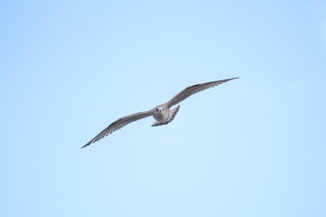 Beautiful view of flying seagull in the clear, blue sky.