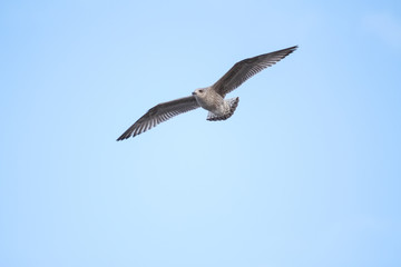 Beautiful view of flying seagull in the clear sky.