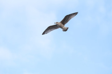 Beautiful view of flying seagull in the sky.