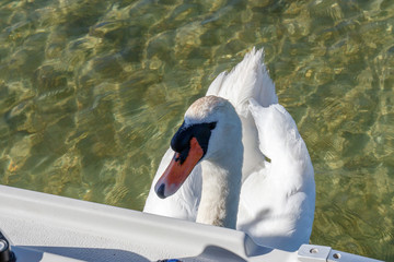 Schwan an der Müritz