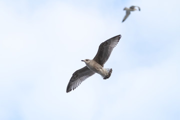 Beautiful view of flying seagulls.