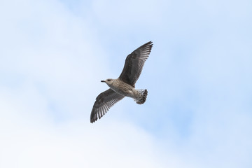 Beautiful view of flying seagull in the clear, blue sky.