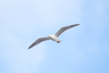 Beautiful view of flying seagull in the clear, blue sky.