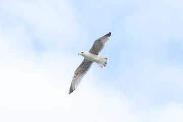 Beautiful sky view of flying seagull, near riverside.