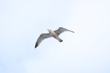 Beautiful sky view of flying seagull, near riverside.