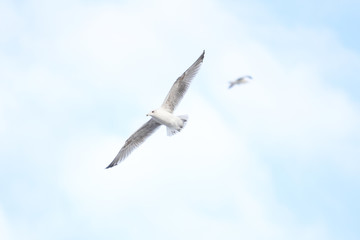 Beautiful sky view of flying seagull, near riverside.