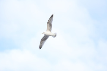 Beautiful sky view of flying seagull, near riverside.