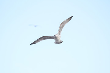 Beautiful sky view of flying seagull, near riverside.