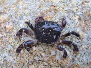 small coastal crab
