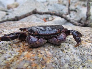 small coastal crab