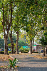 The road for running in the park with lots of trees