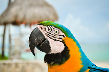 Guacamayo azul y amarillo mirando 1