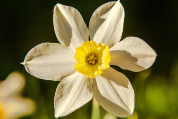 Blooming Narcissus daffodils. Flower bed jonquils with blurred bokeh background. Inspirational natural floral spring or summer blooming garden or park. Colorful blooming ecology nature landscape