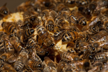 Honey bees taking care of larves inside large queen or male cells