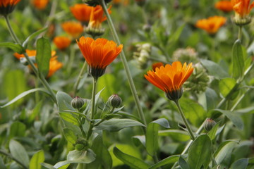 calendula