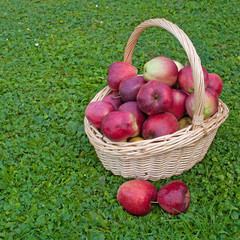 Äpfel im Korb auf einer Wiese
