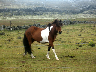 Fototapeta premium Icelandic horse - Meadows of Reykjanes Peninsula