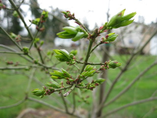 tree buds