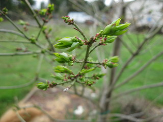 new green tree buds