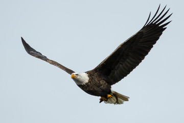 bald eagle fly's with fish in open sky in coeur d'alene idaho