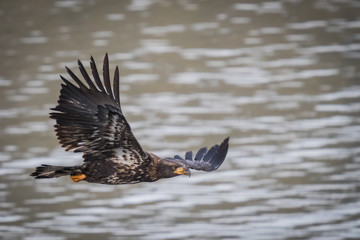 Juvenile Bald Eagle fly's along lake water