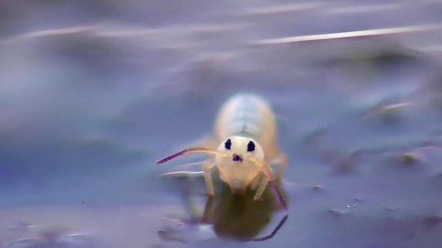 Wasserkugelspringer (Sminthurides aquaticus)