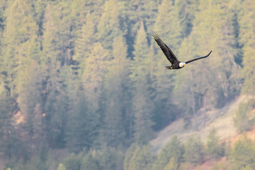 Bald eagle fly's among trees in coeur d'alene idaho above the lake in january