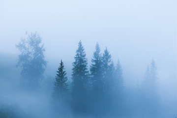 Fototapeta na wymiar Misty landscape with fir mountain forest. Panoramic view