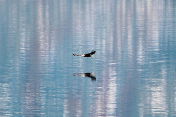 Bald eagle in flight at coeur d'alene over lake during sunrise