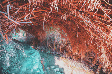 Bamboo tunnel on a hiking trail in the Ein Gedi nature reserve. Israel. Oasis in the desert