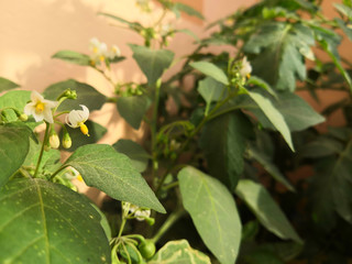 Chilly Plant And Flower