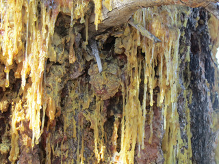 tree sap