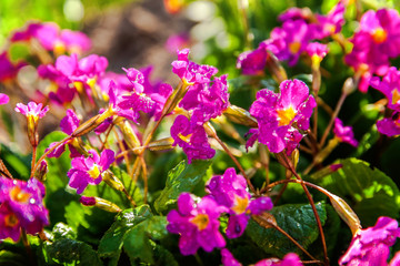 Primrose Primula with pink flowers. Inspirational natural floral spring or summer blooming garden or park under soft sunlight and blurred bokeh background. Colorful blooming ecology nature landscape
