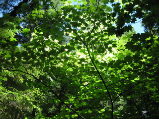 green tree leafs in sun