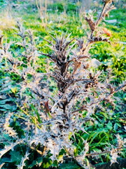 Wild brown dry thistle plant surrounded by green grass