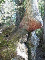 tree knee
