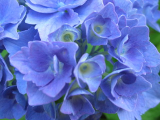 blue flower cluster